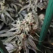 The gassy one SuperSativaSeedClub