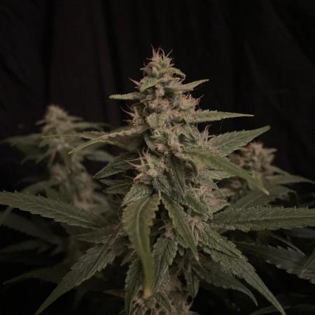 Banana Blaze Auto Dutch Passion