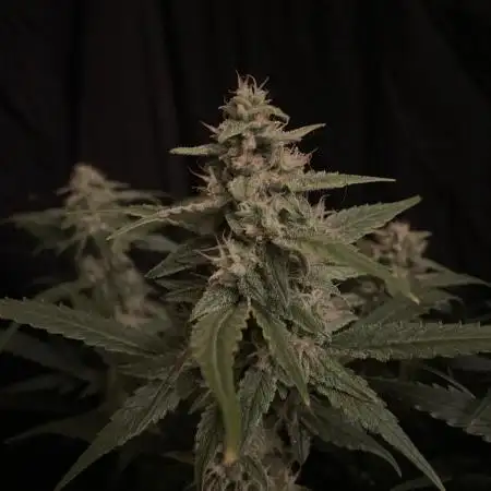 Banana Blaze Auto Dutch Passion