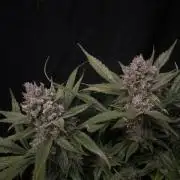 Diablo Delights XL Auto Sweetseeds