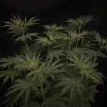 Monster Maker Sweet Seeds