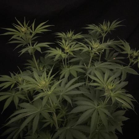 Monster Maker Sweet Seeds