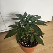 The gassy one SuperSativaSeedClub