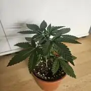 The gassy one SuperSativaSeedClub