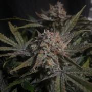Permanent Jealousy Auto XL Sweetseeds