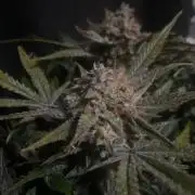 Permanent Jealousy Auto XL Sweetseeds