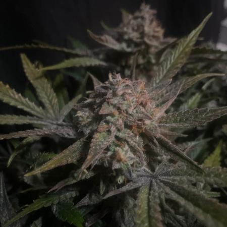 Permanent Jealousy Auto XL Sweetseeds