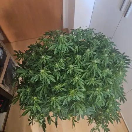 Lemon Cherry Gelato Auto Zamnesia