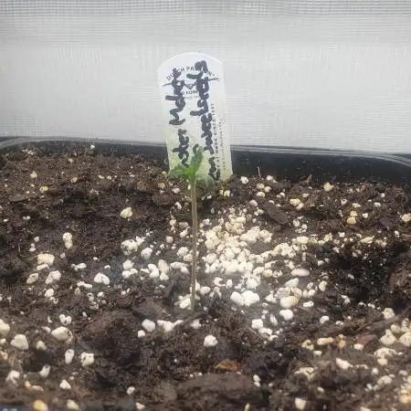 Monster Maker Sweet Seeds