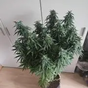 OG Kush Auto Autoseeds