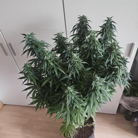 OG Kush Auto Autoseeds