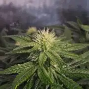 Permanent Bluez Izi Seeds
