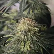 Permanent Bluez Izi Seeds
