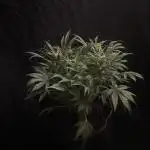 Permanent Jealousy Auto XL Sweetseeds