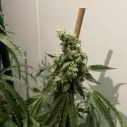 Black Runtz Weedseedsexpress