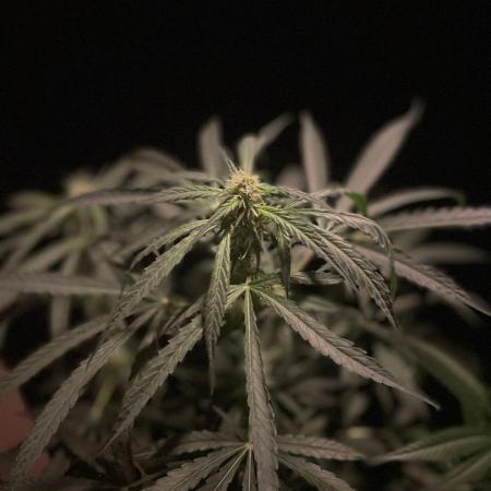 Solar Panel Zamnesia