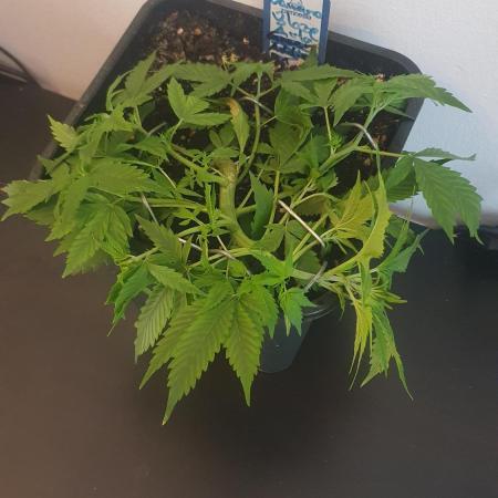 Banana Blaze Auto Dutch Passion