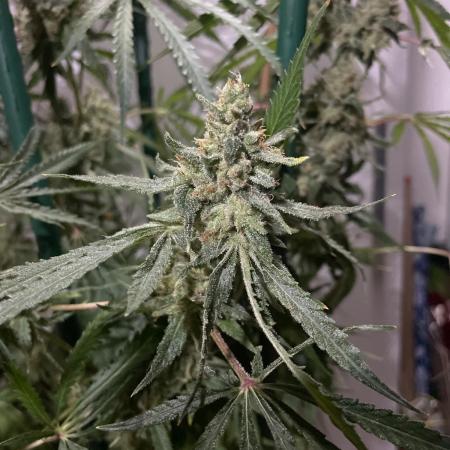 Black Runtz Weedseedsexpress