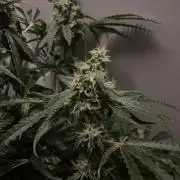 Black Runtz Weedseedsexpress