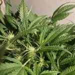 Permanent Jealousy Auto XL Sweetseeds