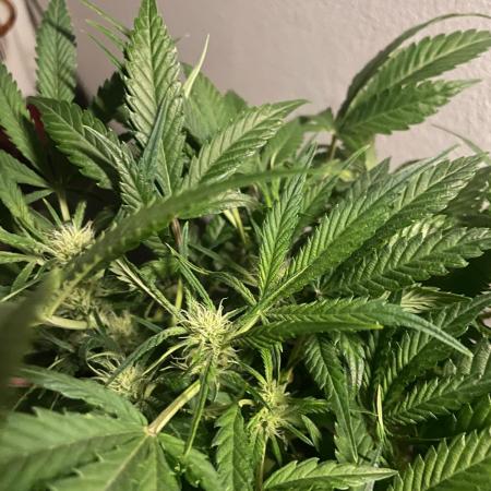 Permanent Jealousy Auto XL Sweetseeds