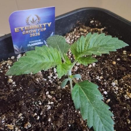 Sticky Brokkoli Zamnesia Eternity Cup