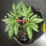 Black Runtz Weedseedsexpress