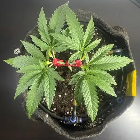 Black Runtz Weedseedsexpress