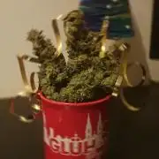 Black Runtz Weedseedsexpress