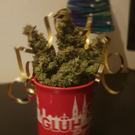 Black Runtz Weedseedsexpress