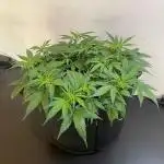 Banana Blaze Auto Dutch Passion
