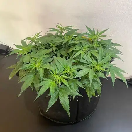 Banana Blaze Auto Dutch Passion