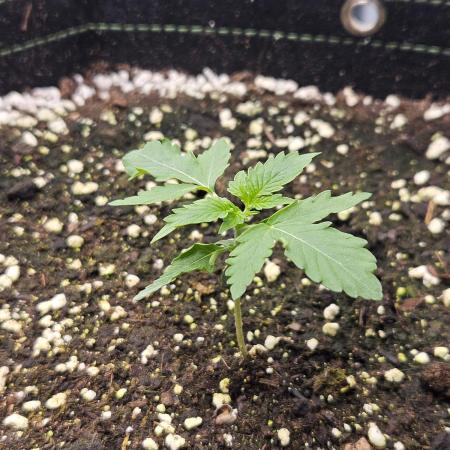Lemon Cherry Gelato Auto Zamnesia