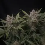 Diablo Delights XL Auto Sweetseeds