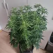 OG Kush Auto Autoseeds