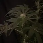 Black Diamond Zamnesia