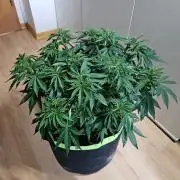 Permanent Bluez Izi Seeds