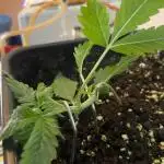 Permanent Jealousy Auto XL Sweetseeds
