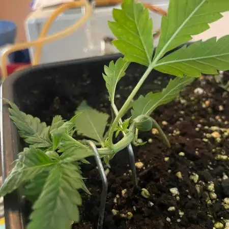 Permanent Jealousy Auto XL Sweetseeds