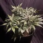 Diablo Delights XL Auto Sweetseeds