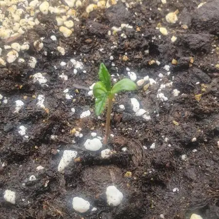 Biscotti Zamnesia