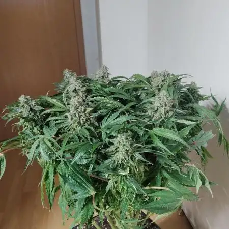 Milkyway F1 Auto RQS