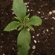 Jelly Donutz Auto Humboldt