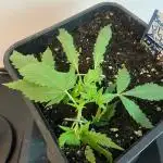 Banana Blaze Auto Dutch Passion