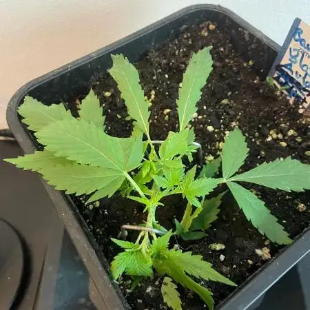 Banana Blaze Auto Dutch Passion
