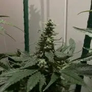 Black Diamond Zamnesia