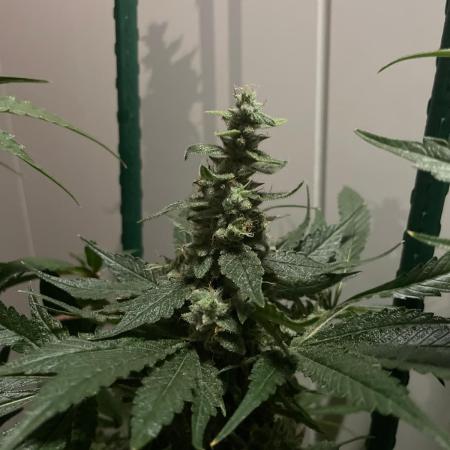 Black Diamond Zamnesia