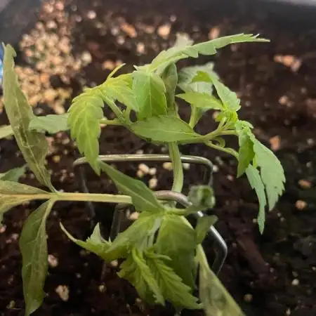 Diablo Delights XL Auto Sweetseeds