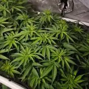 The gassy one SuperSativaSeedClub