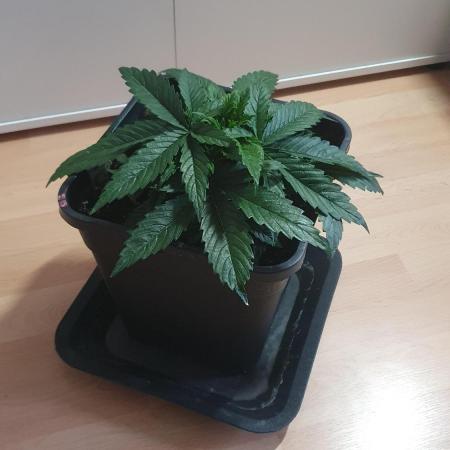 Jelly Donutz Auto Humboldt